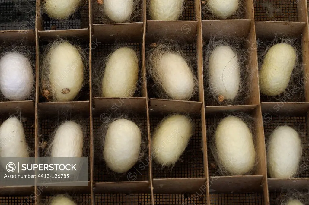 Encabanage of Silkworm cocoons France