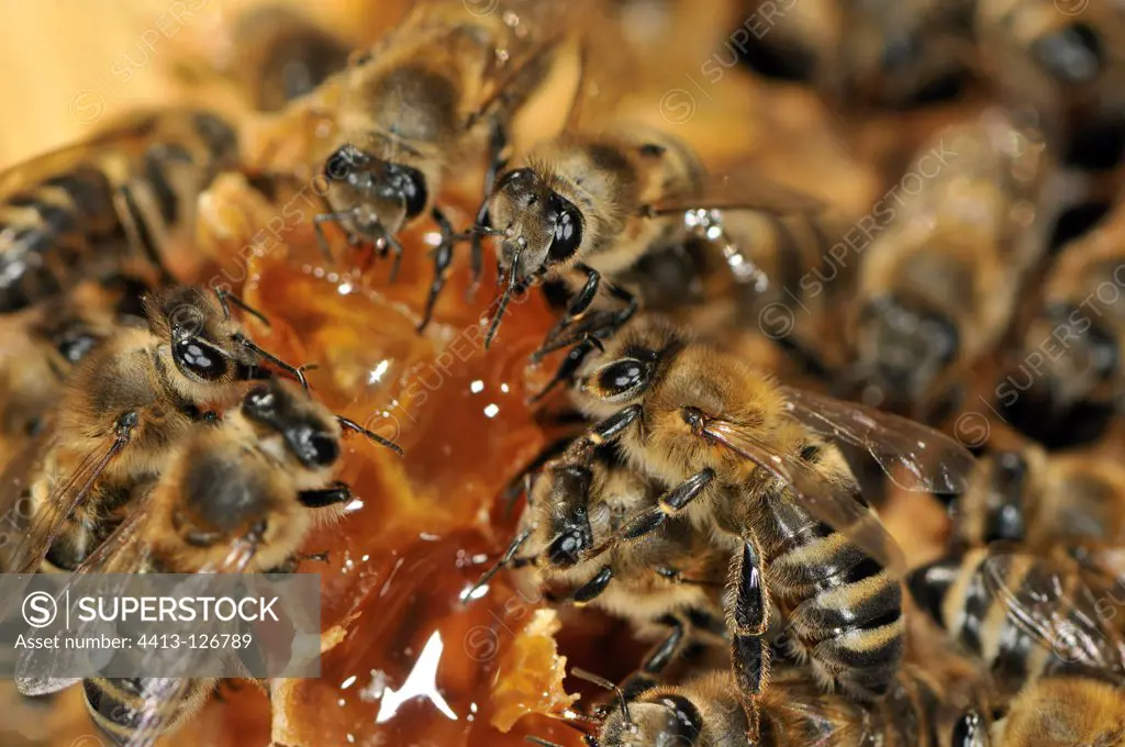 Honey bee workers pumping in cells France