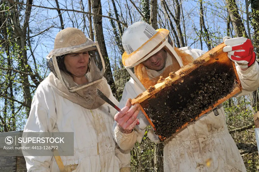 Beekeepers open the hive France