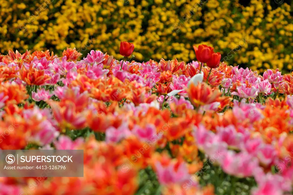 Flower bed of tulips in a village in the springFrance