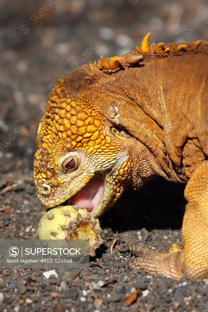 Land iguana eating a cactus fruit Galapagos