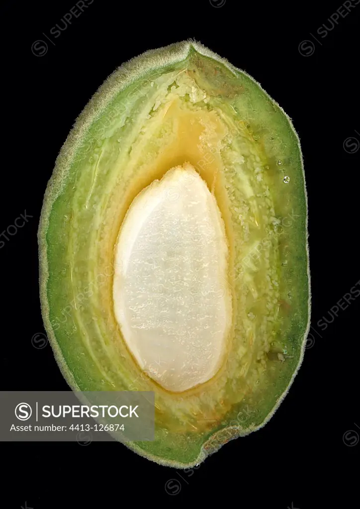 Longitudinal section of an almond in its bug on a black background
