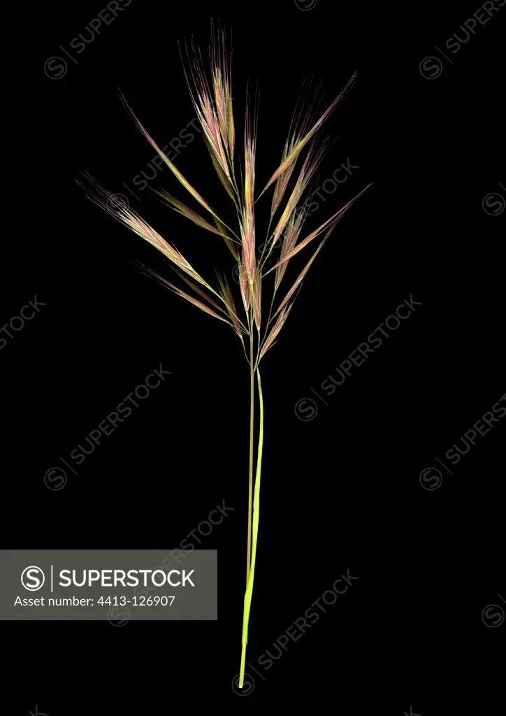 Spike grass on black background