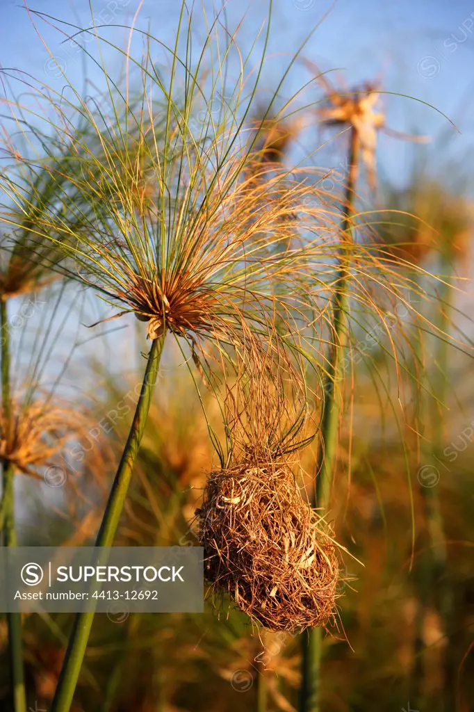 Nest of Holub's Golden-Weaver in grass of Papyrus Zambia