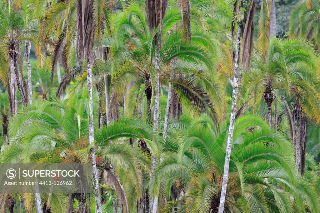 Rainforest in southeastern Cameroon