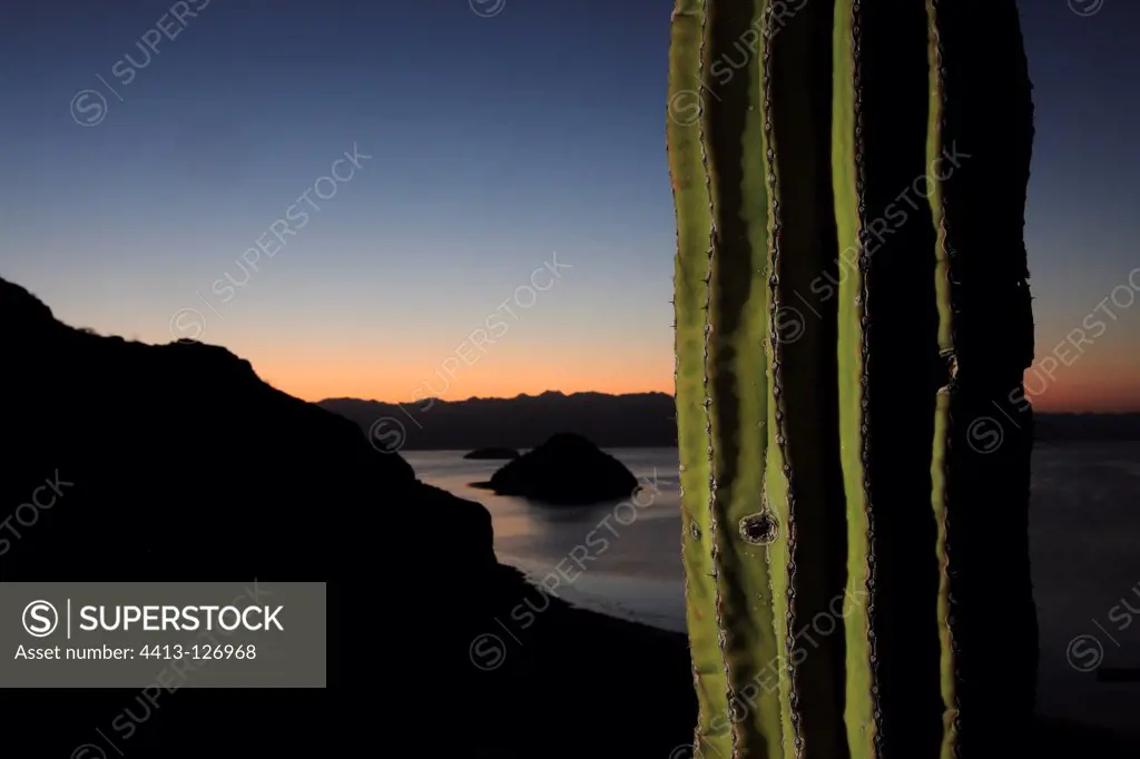 Sunrise on a cactus in Baja California Mexico