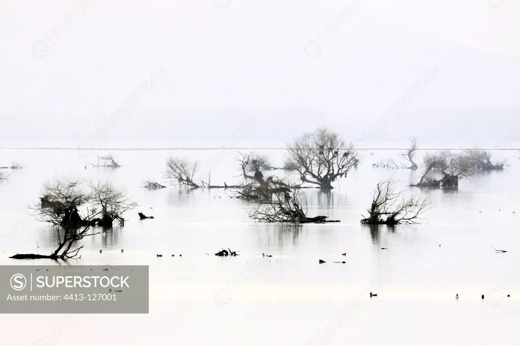 Flooded forest of Kerkini lake in winterGreece