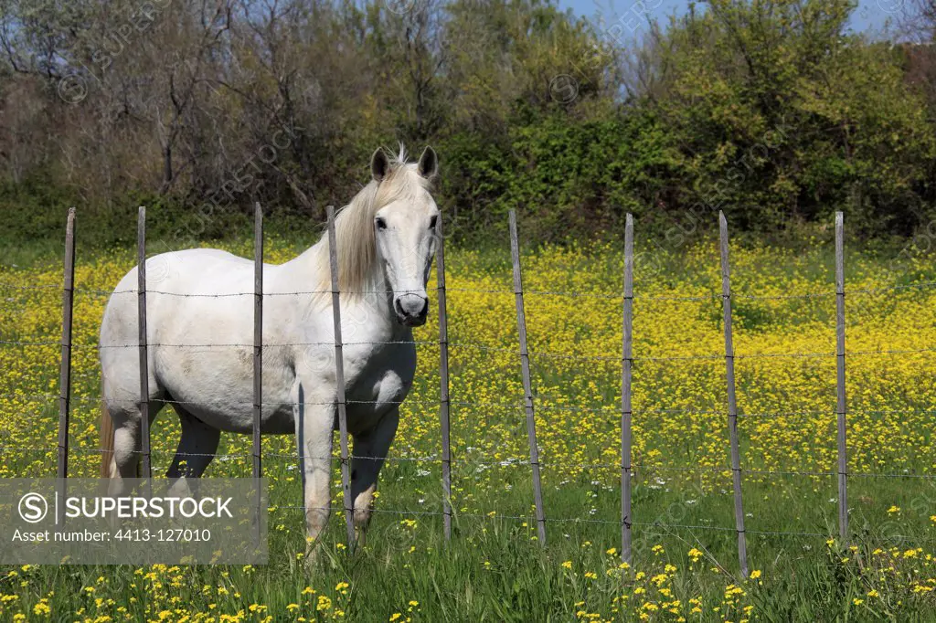 Camargue horse in a flowery meadow RNP Camargue France