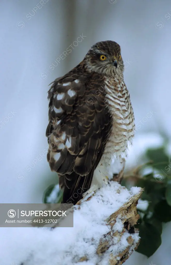 Youn Eurasian Sparrowhawk in winter France