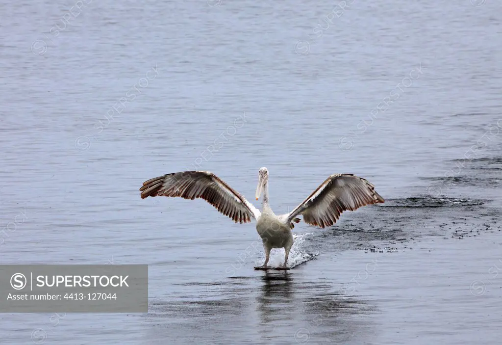 Immature Dalmatian pelican landing on Lake Kerkini Greece