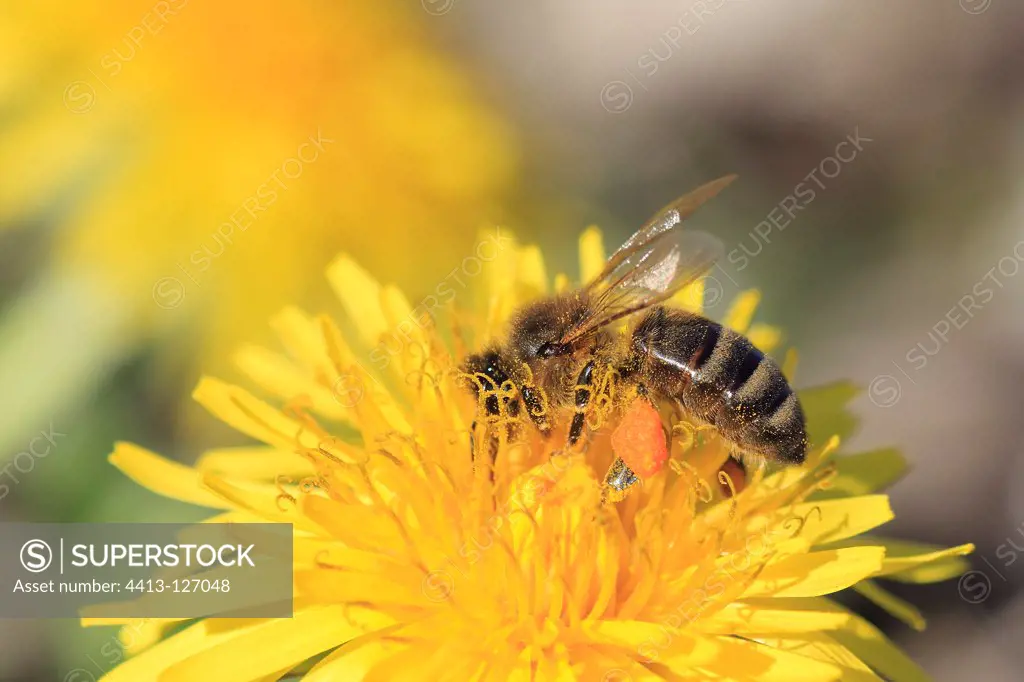 Honey bee foraging on a flower Dandelion France