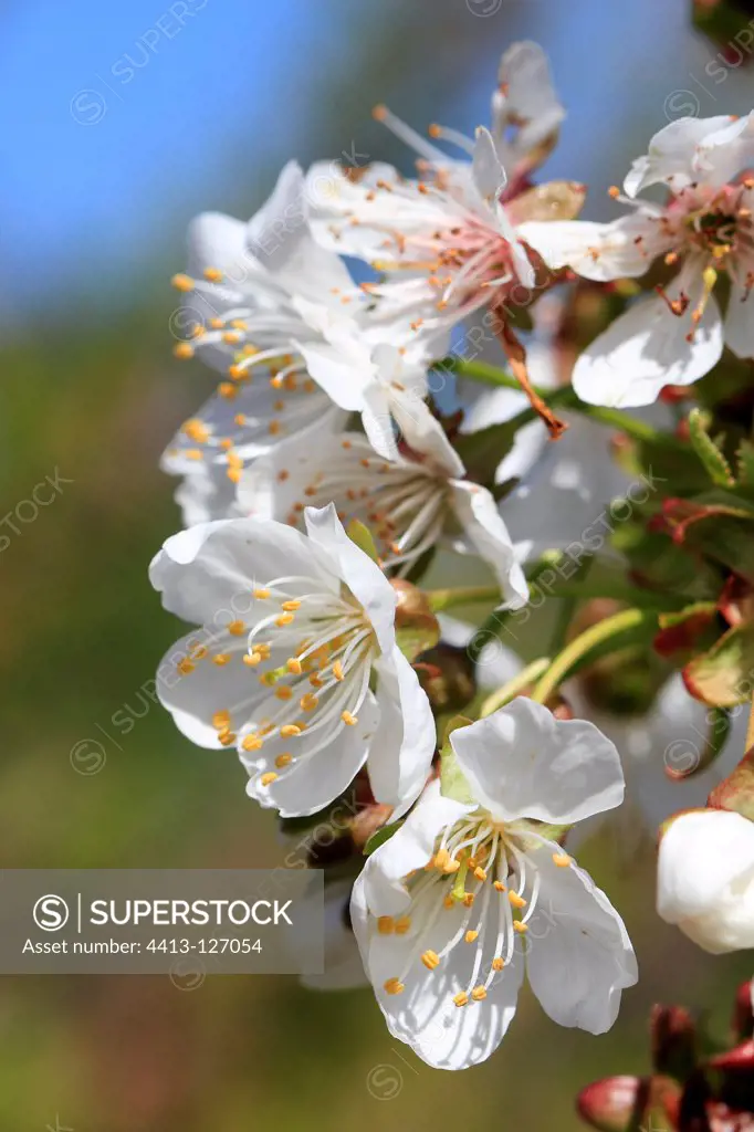 Cherry Blossom Provence France