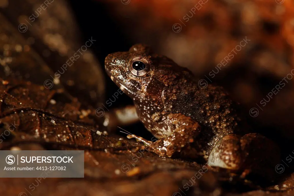 Toad in the south-eastern Cameroon
