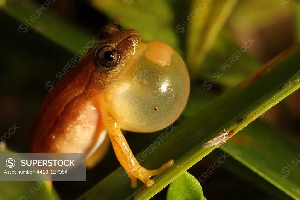 Male frog singing Southeast Cameroon