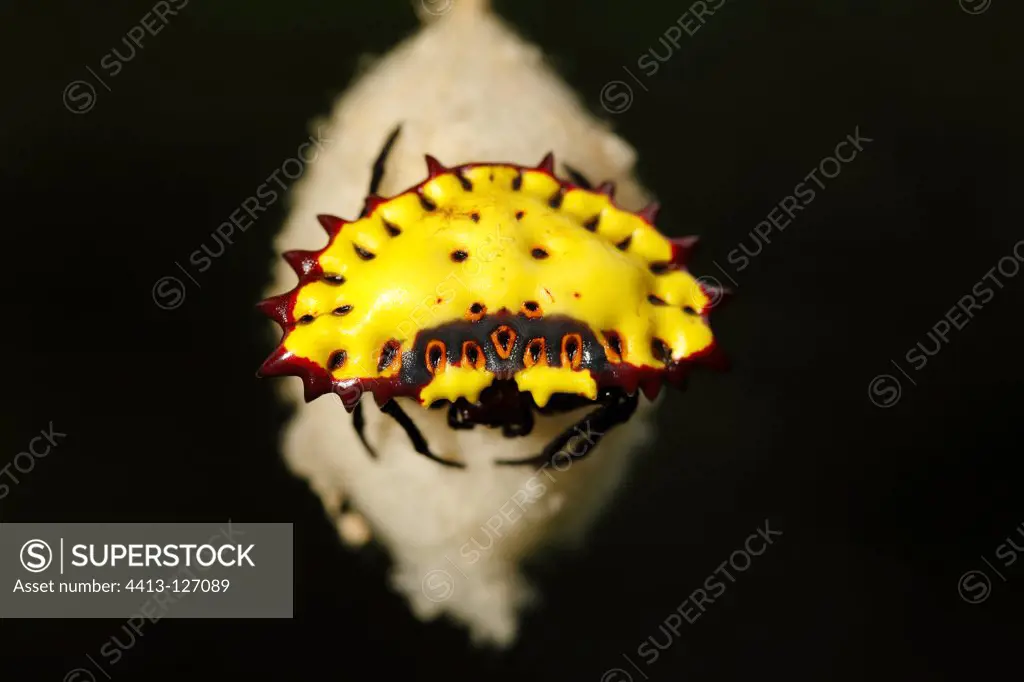 Spiny spider in its cocoon Southeast Cameroon