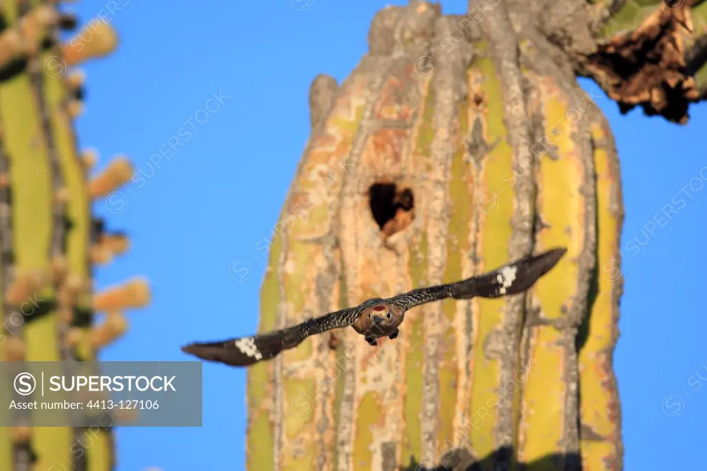Gila Woodpecker whose nest is dug in a Cactus Mexico