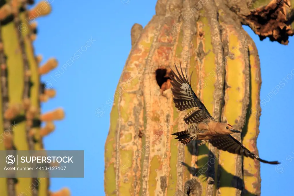 Gila Woodpecker flying from a nest in a Cactus Mexico