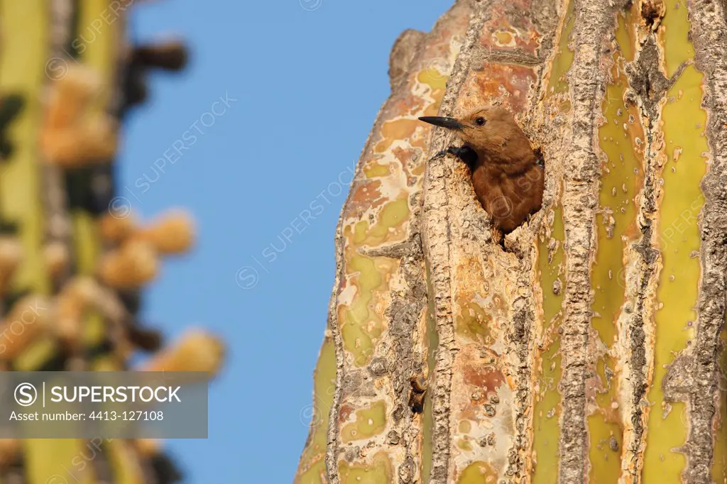 Gila Woodpecker resting in nest in a Cactus Mexico