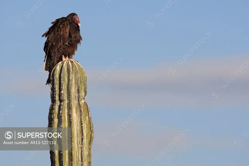 Turkey Vulture perched on a cactus in the morning Mexico
