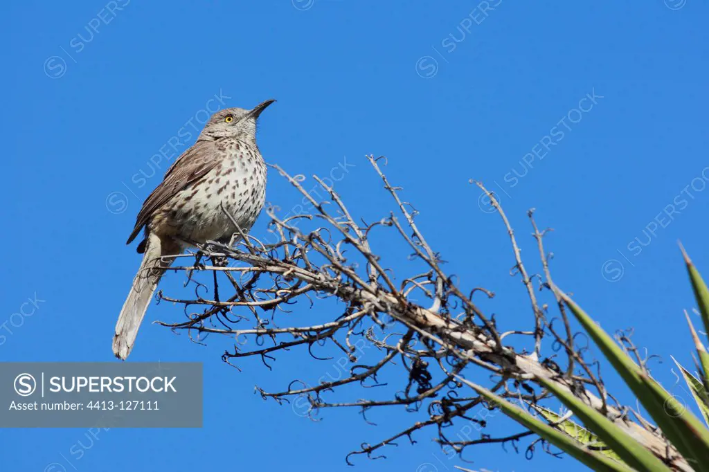 Grey Thrasher in the desert sitting on a Yucca Mexico