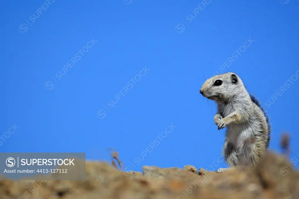 Harris's Antelope Squirrel in the Vizcaino Desert Mexico