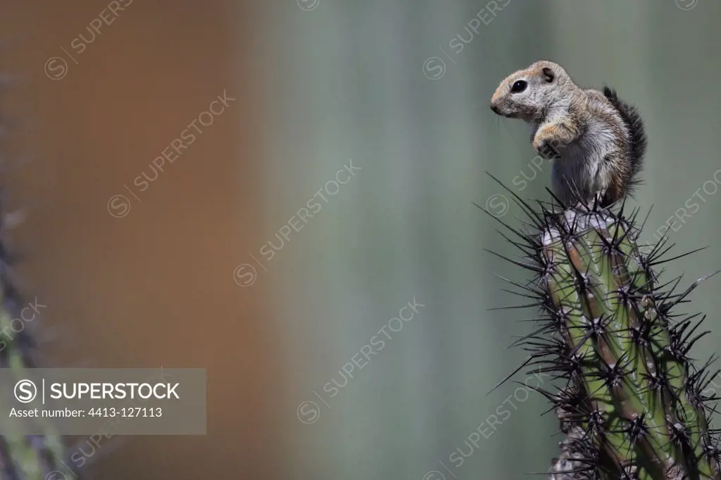 Harris's Antelope Squirrel on a cactus Mexico