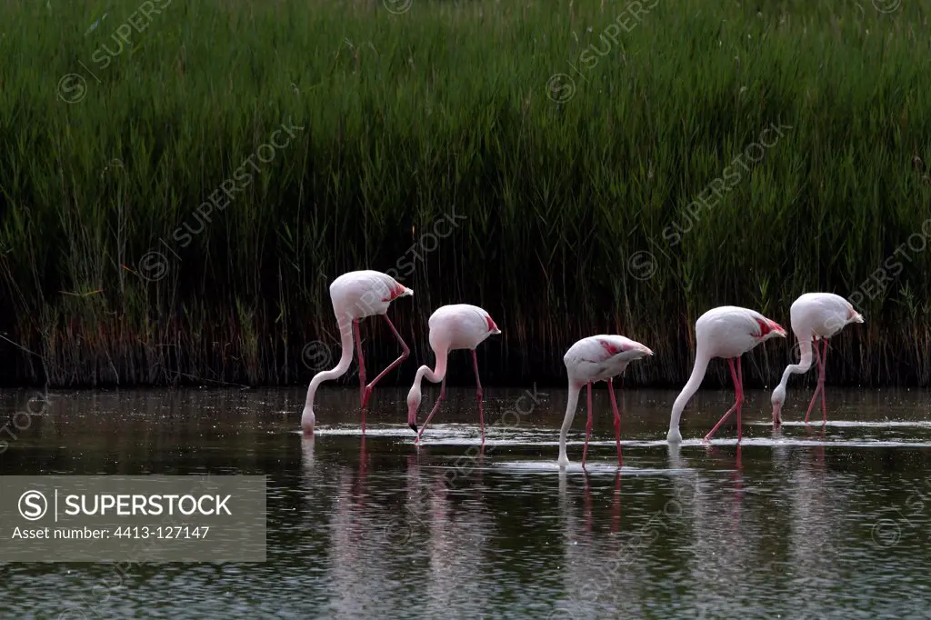 Flamingos feeding in the late afternoon RNP Camargue France