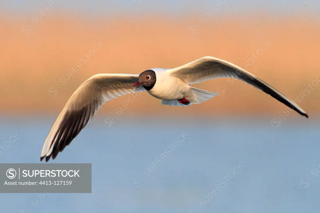 Laughing gull in flight over a reedbed Camargue