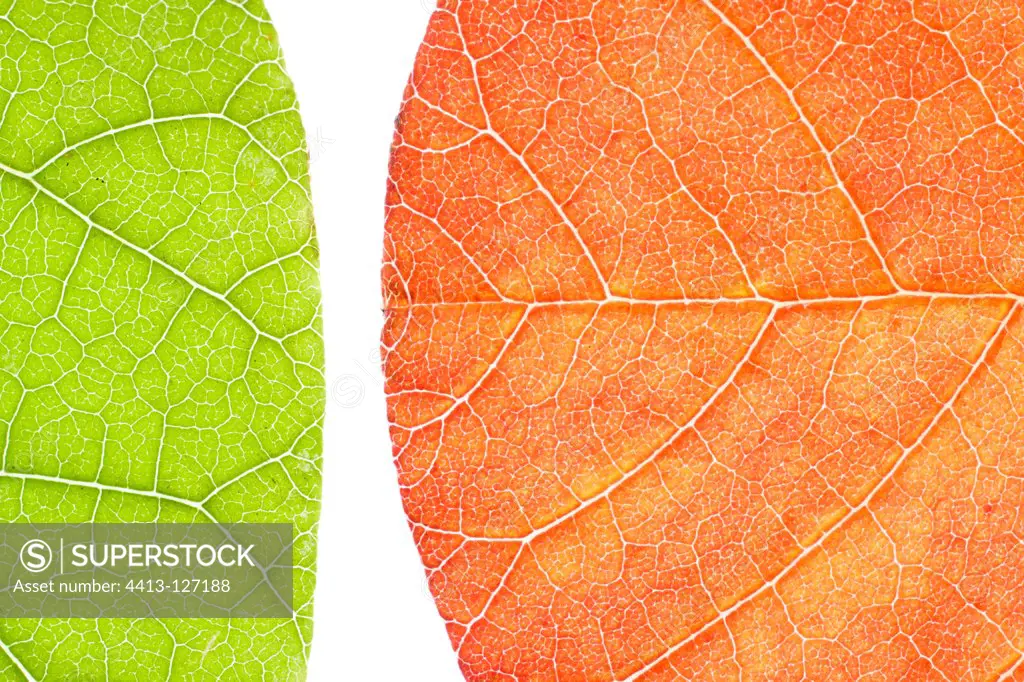 Orange and green leaves of Smoketree on white background