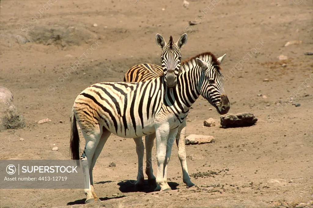 Affection between two zebras