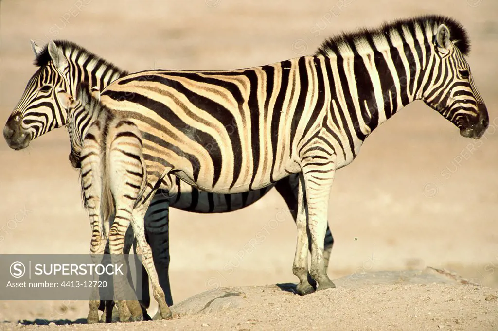 Zebras awaiting their turn for drinking Etosha