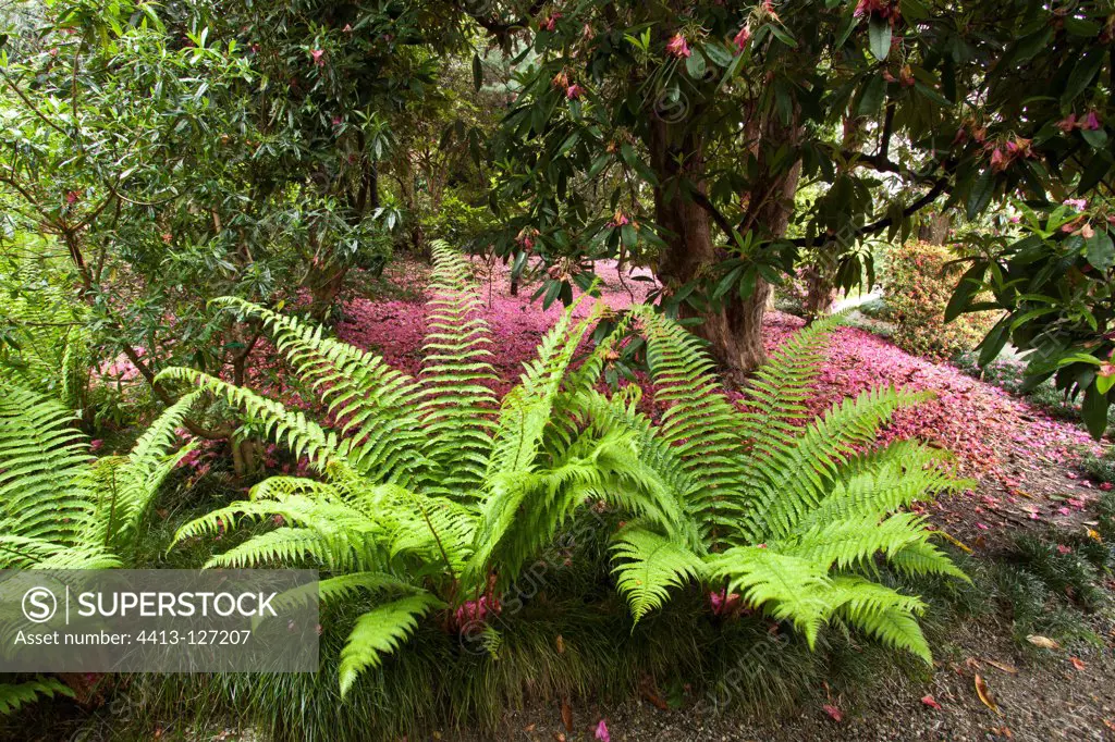 Ferns and camellias Isola Madre Lake Maggiore Italy