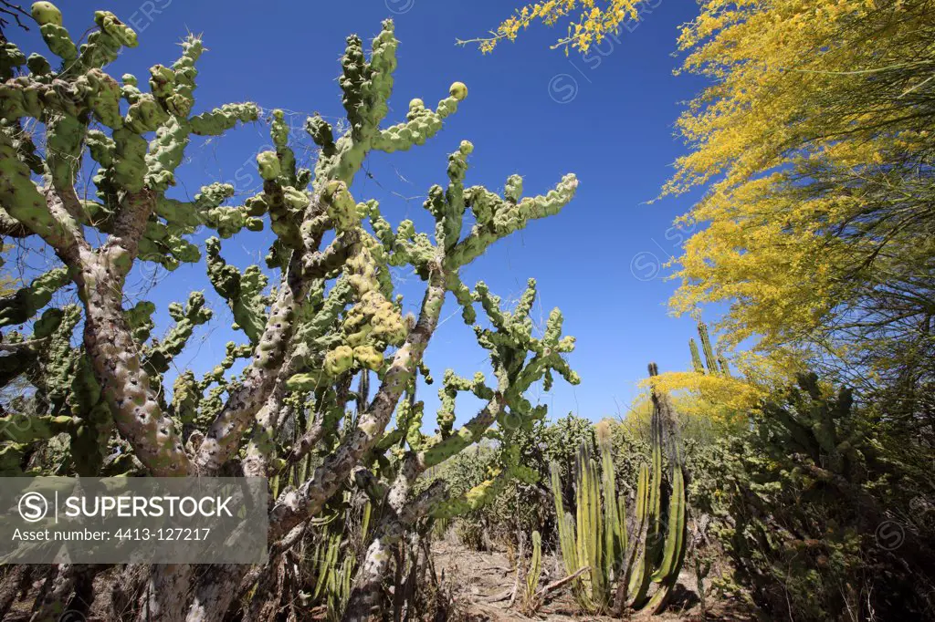 Blue Palo Verde and Opuntia cactus Vizcaino desert Mexico