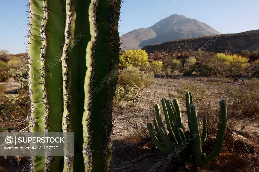 Cardon cactus in the Vizcaino desert Mexico