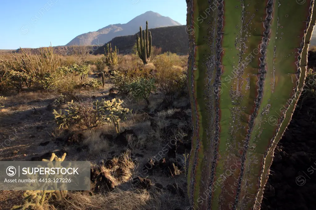 Cardon cactus in the desert of Vizcaino in Mexico