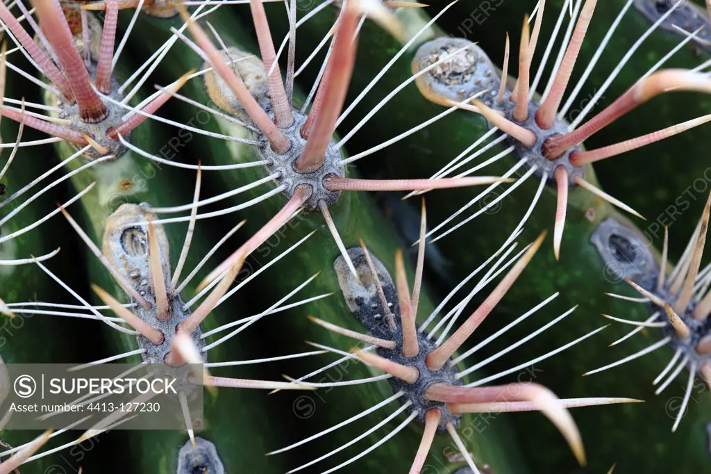 Detail of spines of a Fishhook barrel cactus Vizcaino Desert