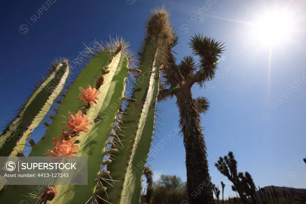 Cactus flowering in the desert of Vizcaino in Mexico