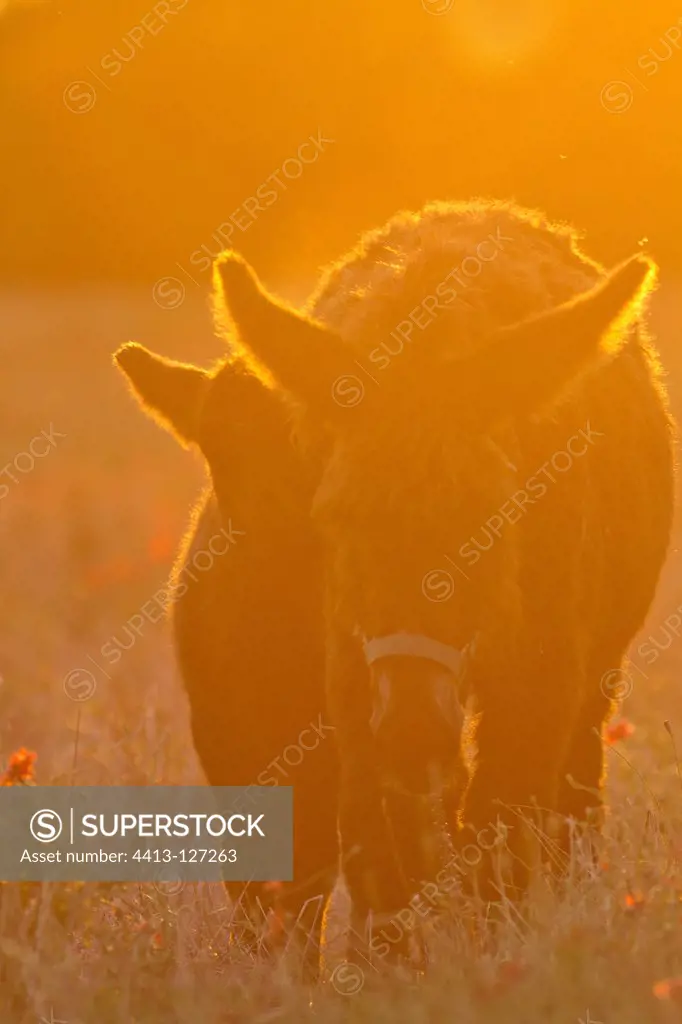 Poitou she-donkey and colt at sunset France