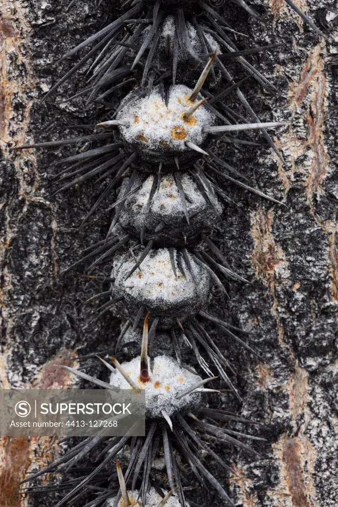 Close the trunk of a Cardon cactus spine bristling Mexico