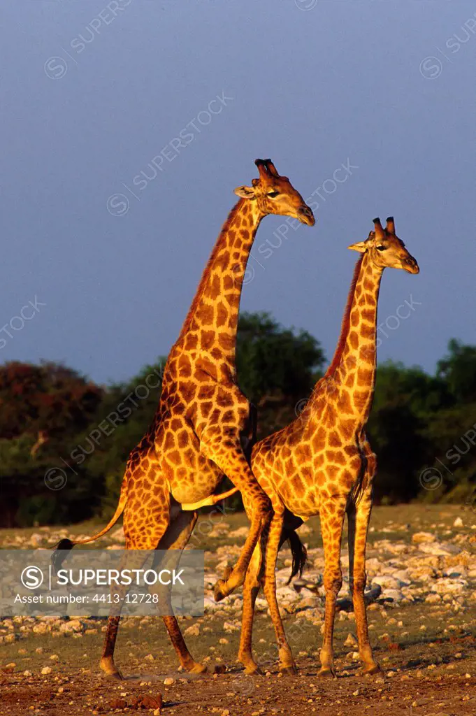 Attempt at coupling between two male Giraffes Etosha