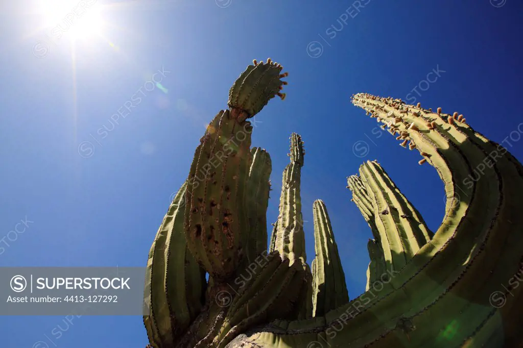 Cardon Cactus in the Vizcaino Desert in Mexico