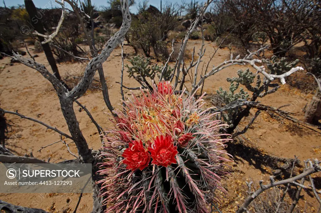 Closeup of a cactus flower Vizcaino Desert Mexico