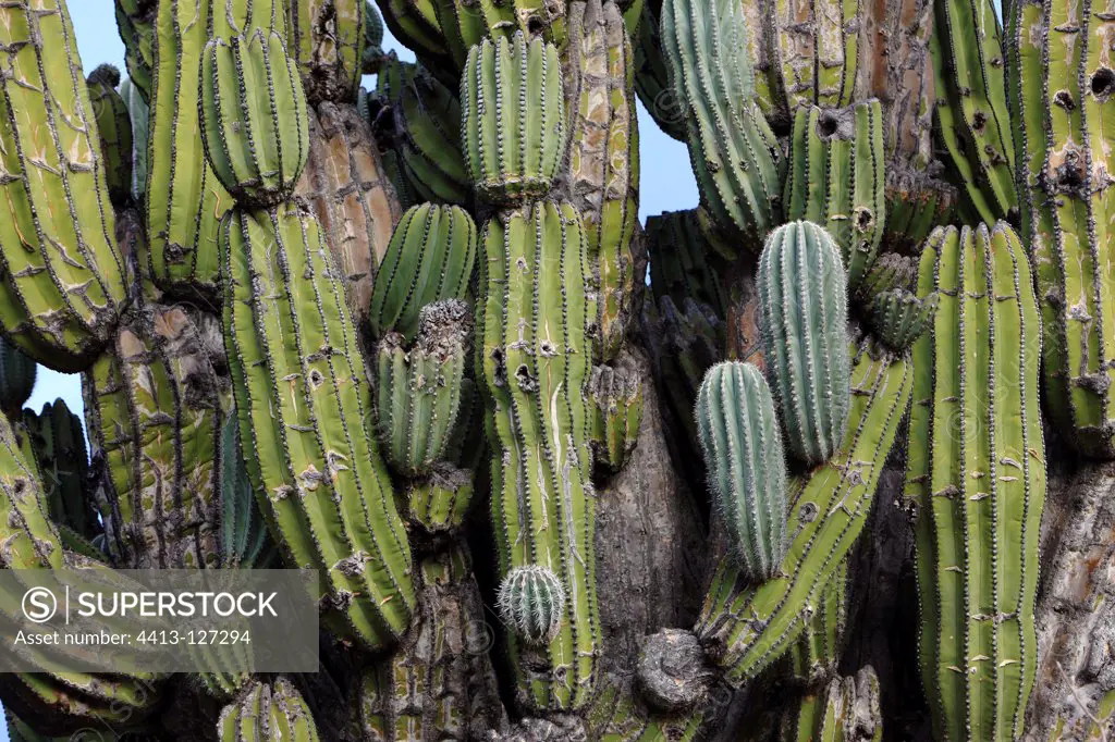 Cardon Cactus in the Vizcaino Desert in Mexico