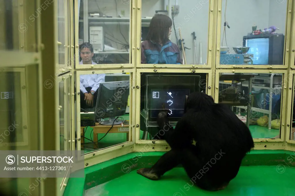 Common Chimpanzee in a research laboratory in Japan