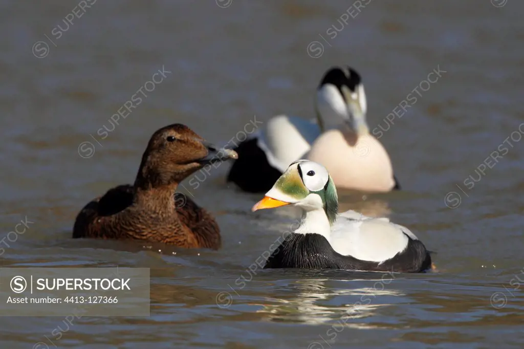 Male Spectacled eider swimming with a pair of Common eiders