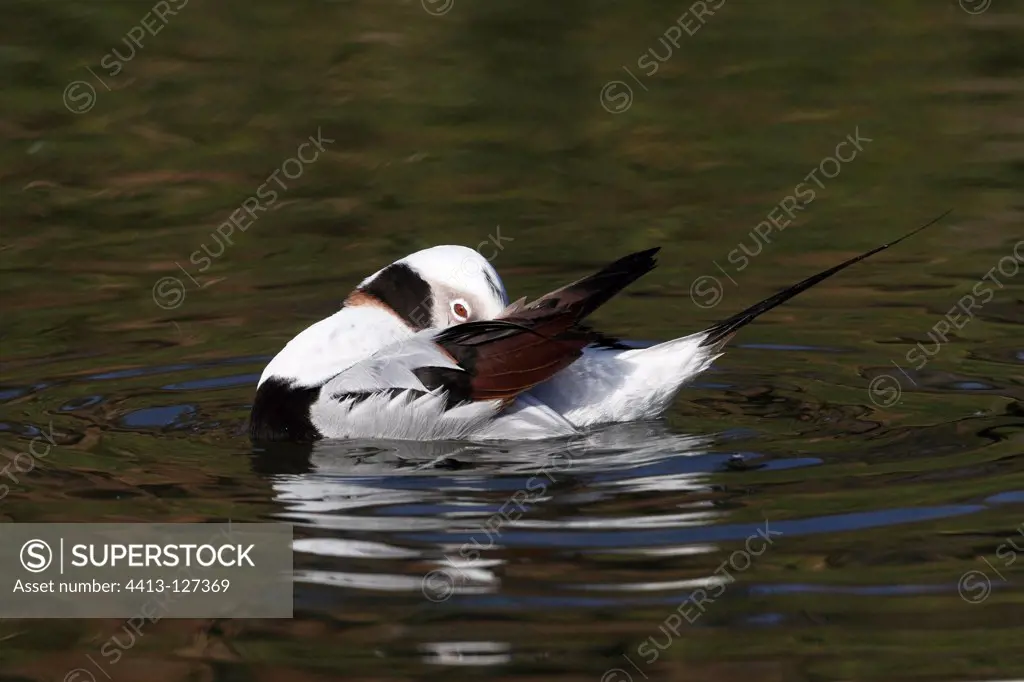 Male Long-tailed duck preening on water