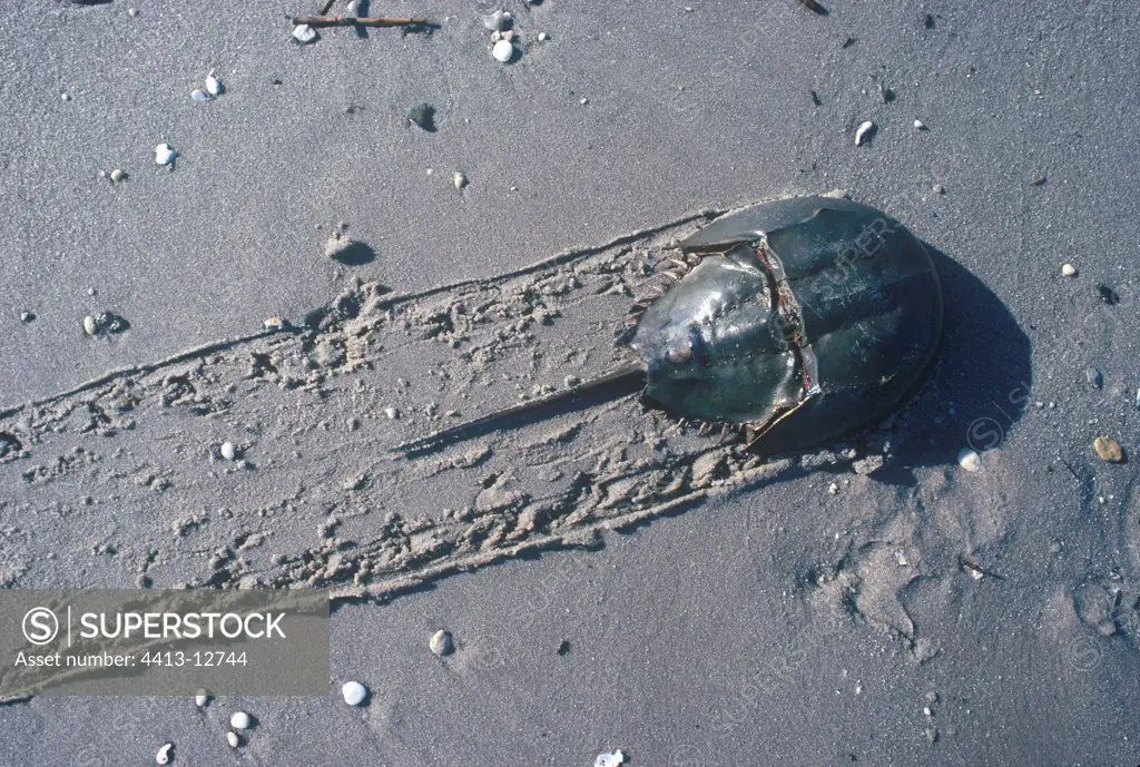 Horseshoe Crab leaving a trace while moving on sand