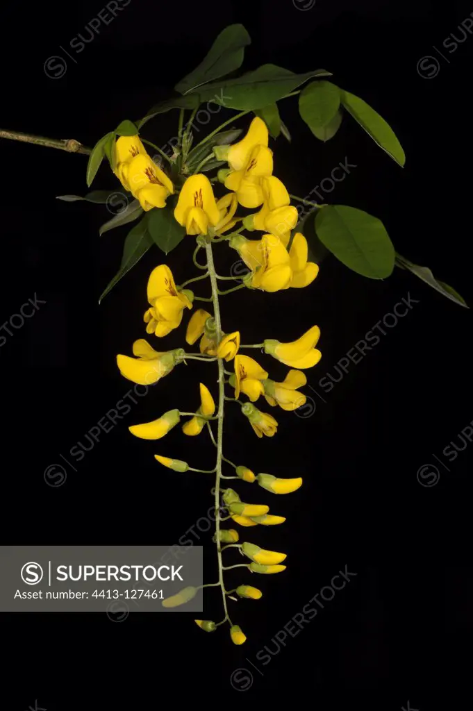 Golden chain tree flowers on black background France