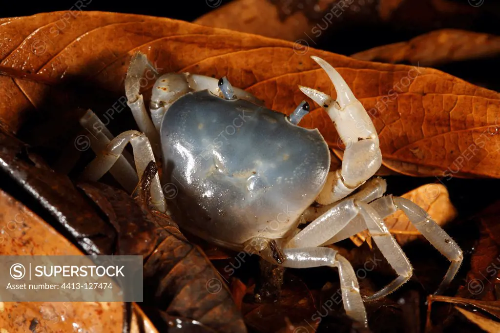 Crab in laurisyle Coast on the island of Yakushima Japan