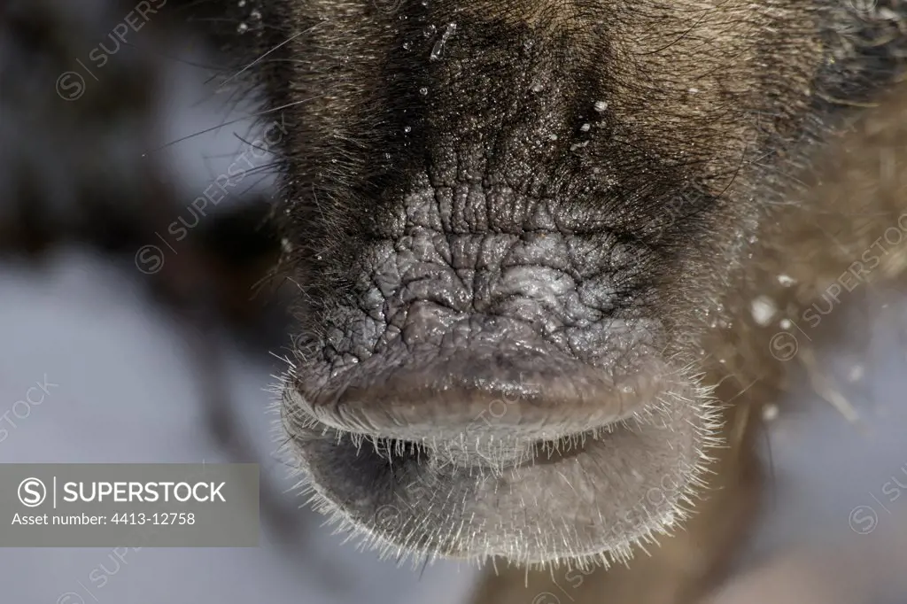 Nose of Wild boar Schleswig-Holstein Germany